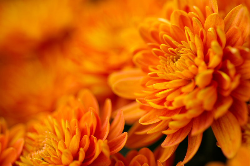 Orange Flower