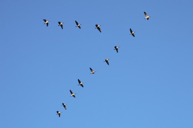 Geese in Formation