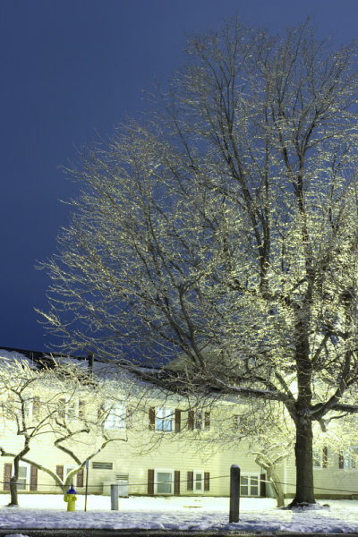 Frozen Tree at Night